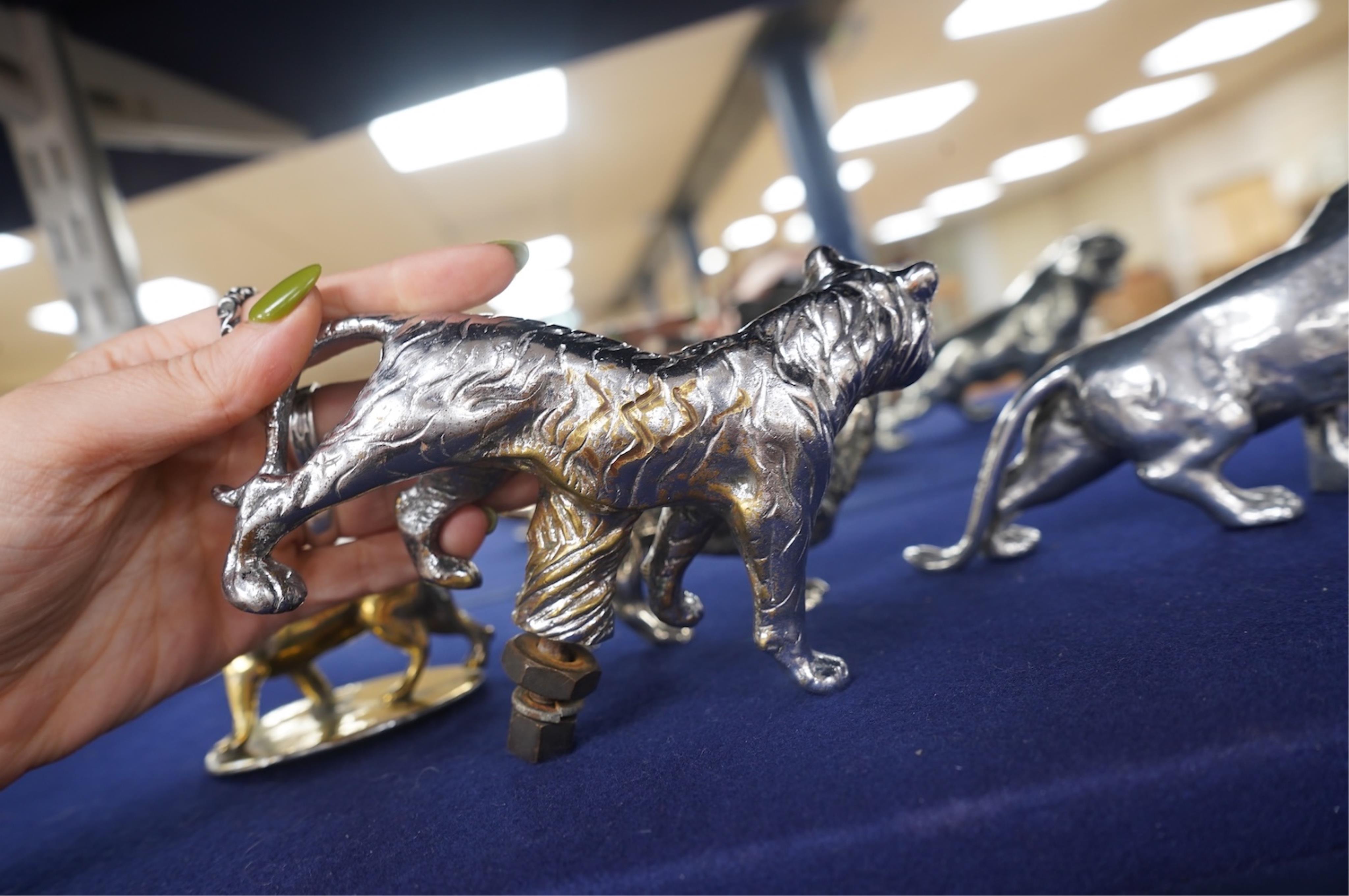 Four lion and big cat related brass and chrome car mascots/figures, consisting of two lions, a tiger and another, possibly a panther. Condition - fair, some losses to chrome.